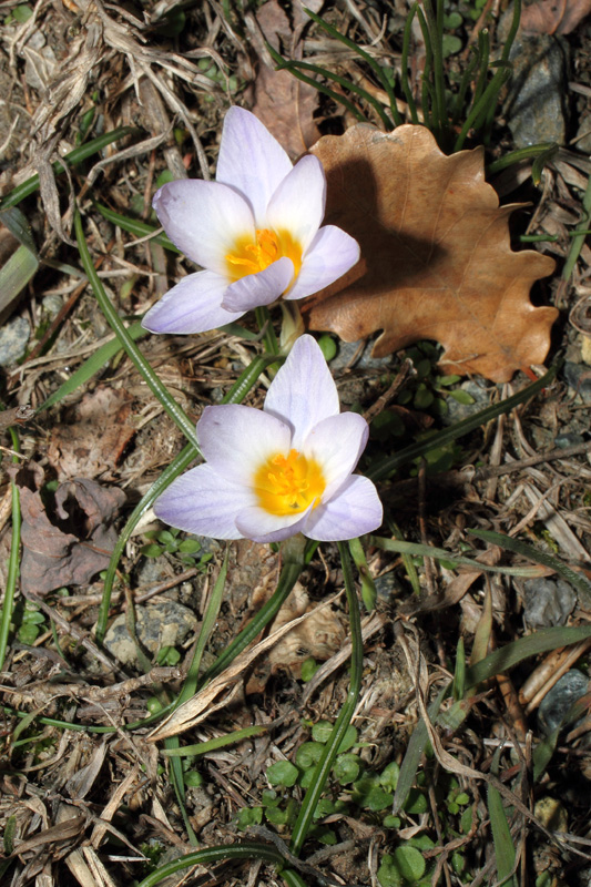 Un po'' di Crocus liguri (visto che  il periodo)